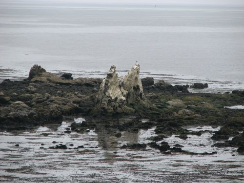 Where the seals and sea lions live